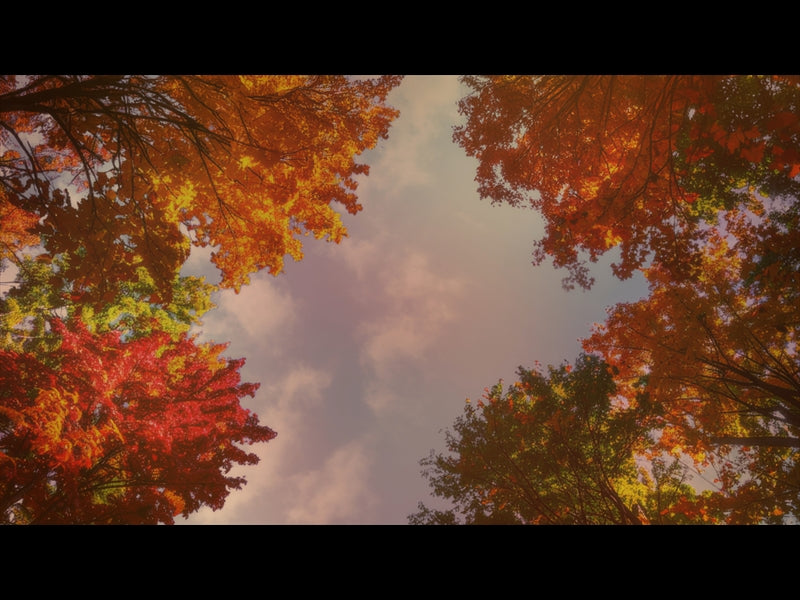 Fall Trees 1