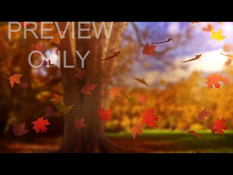 Fall Woods 16 Still