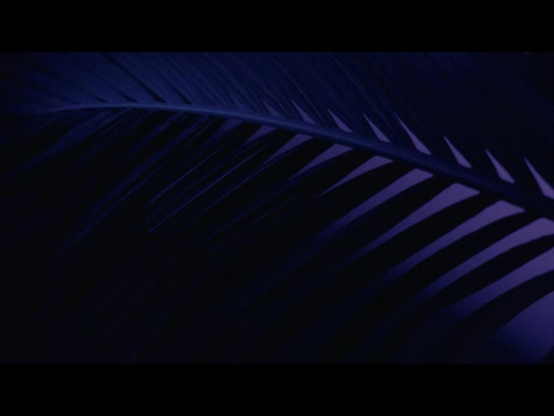 Cinematic Palms Loop 26