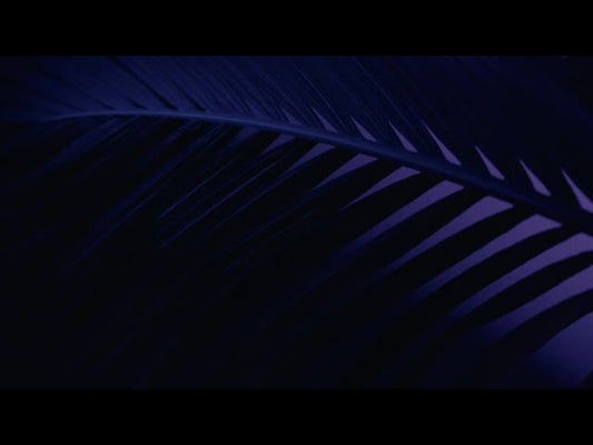Cinematic Palms Loop 26