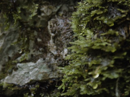 Moss And Rocks