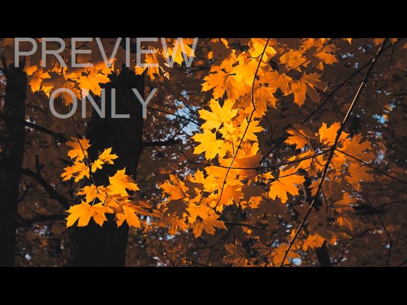 Moving Fall 4 Still