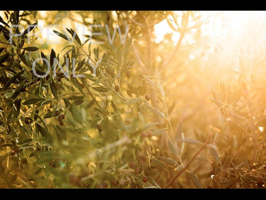 Olive Branch