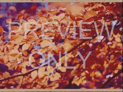 Leaves Closeup Retro