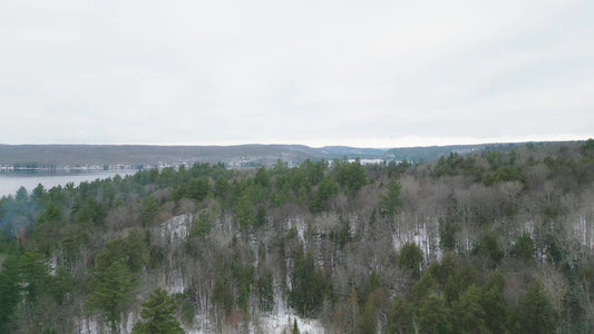 Winter Woods Still 12