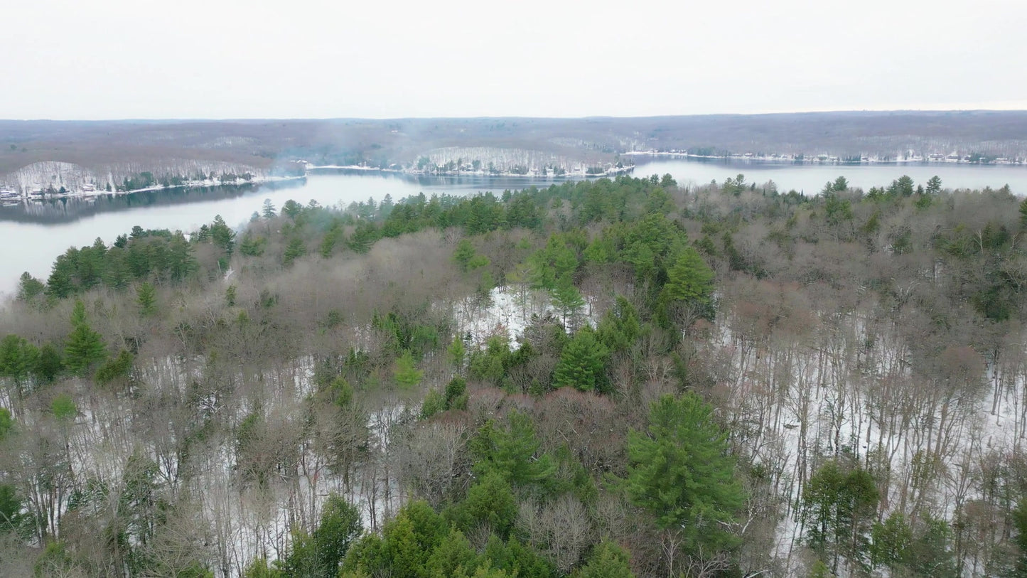 Winter Woods Still 11