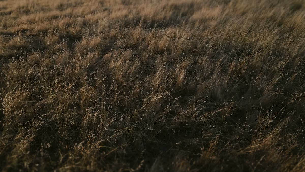 Golden Pastures Still 06