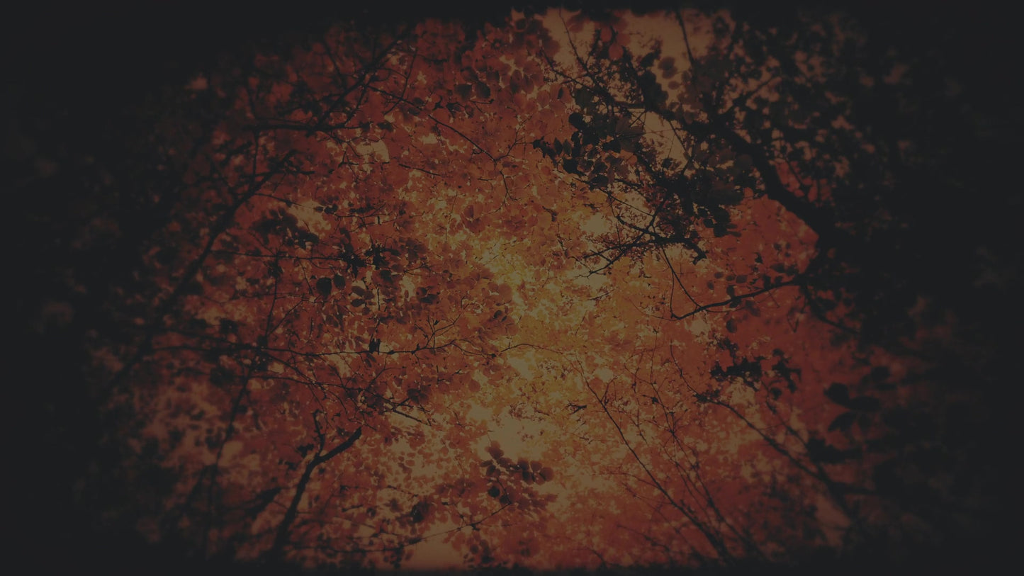 Autumn Fire Inferno Subdued Still