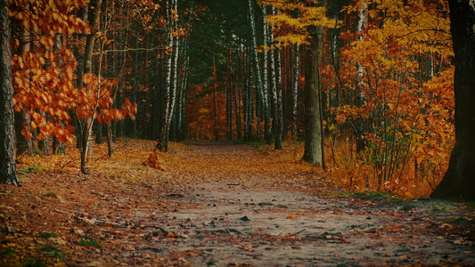 Autumn Colors Path