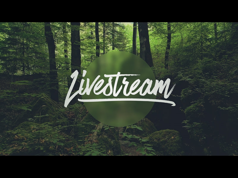 Deep Forest Livestream