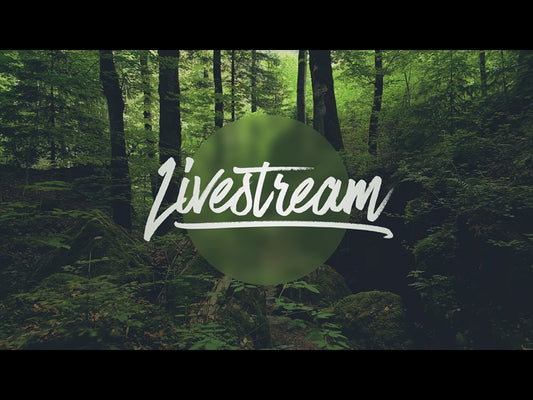 Deep Forest Livestream