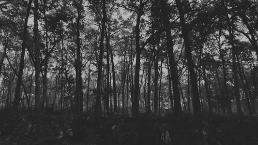 The Forest 7 Bw Still