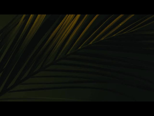 Cinematic Palms Loop 6