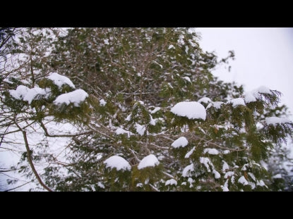 Snow Winter Background 40