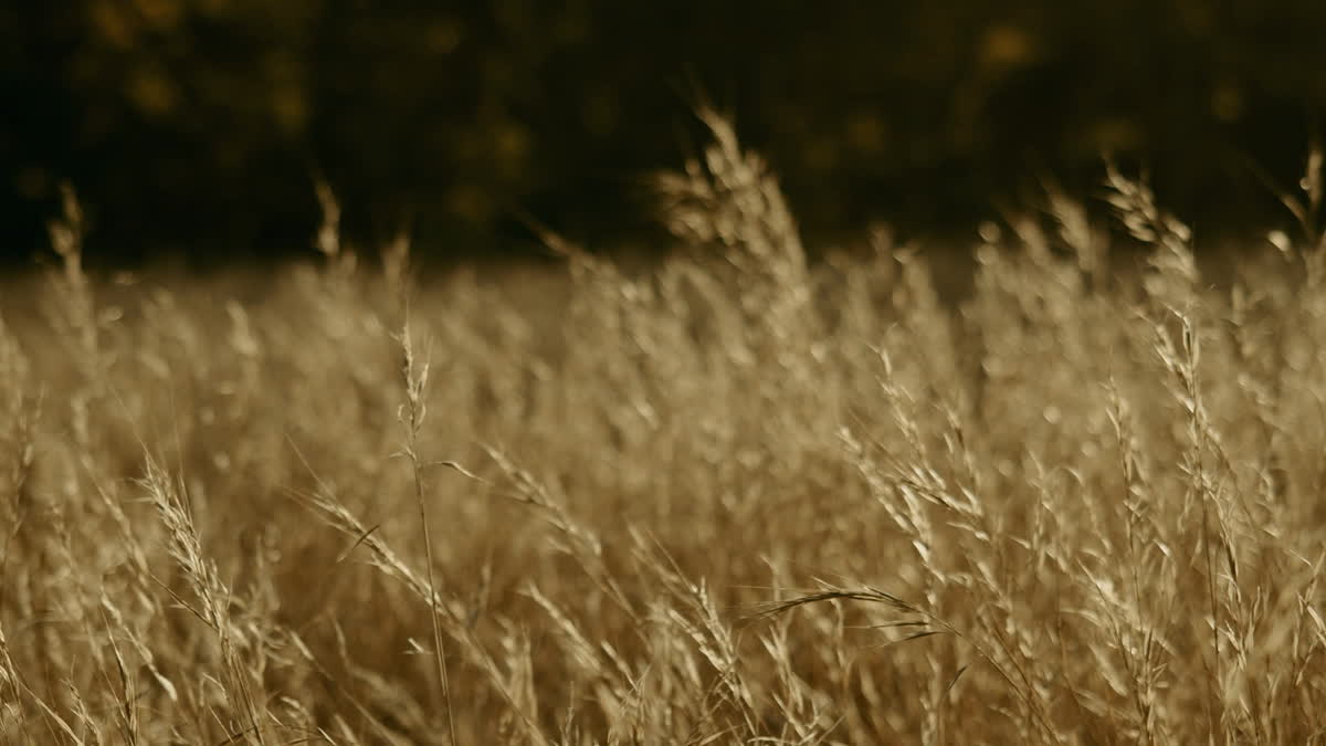 Autumn Meadow Still 17