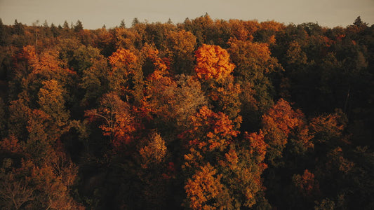 Autumn Foliage 1