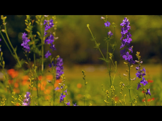 Mothers Day Garden 7