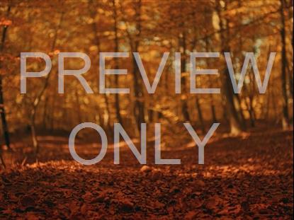 Fall Leaves Montage 1