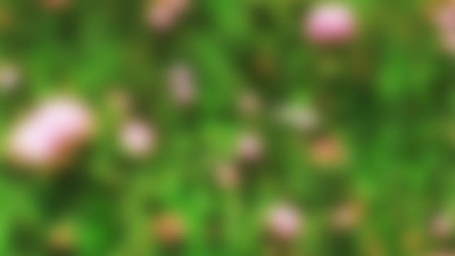Springtime Bloom 20