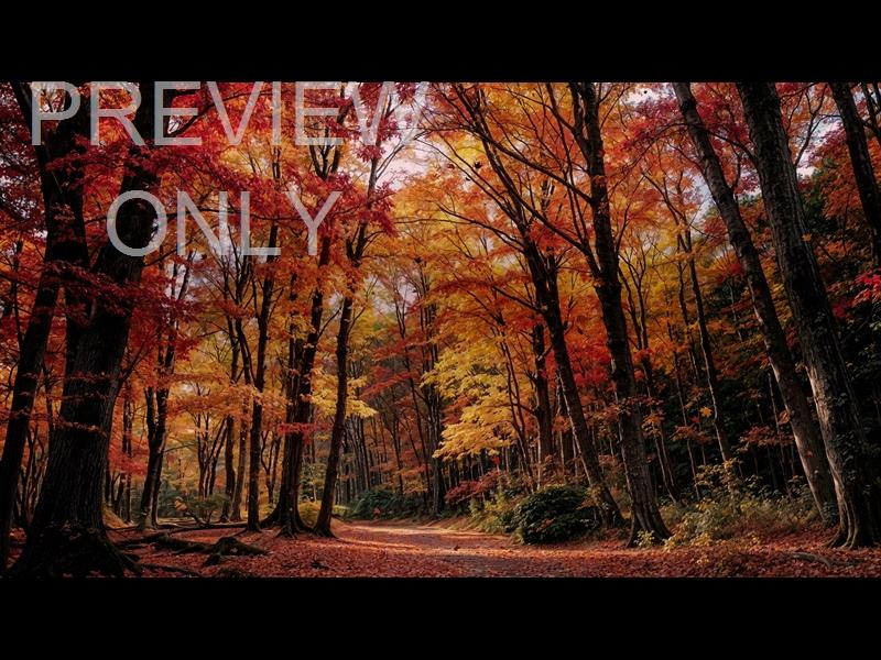Forest Fall 2 Still