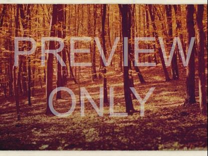 Fall Leaves Montage Retro 10