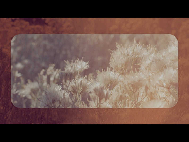 Sage Loop 01