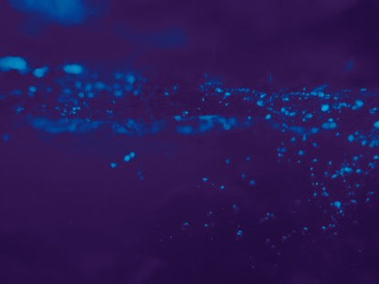 Vibrant Blue Bubbles