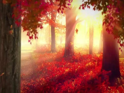 Autumn Beauty