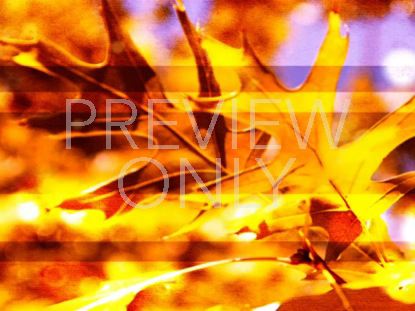 Golden Autumn Still 3