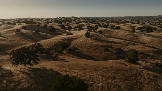 Golden Pastures Still 07
