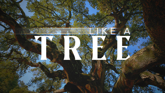 Like A Tree