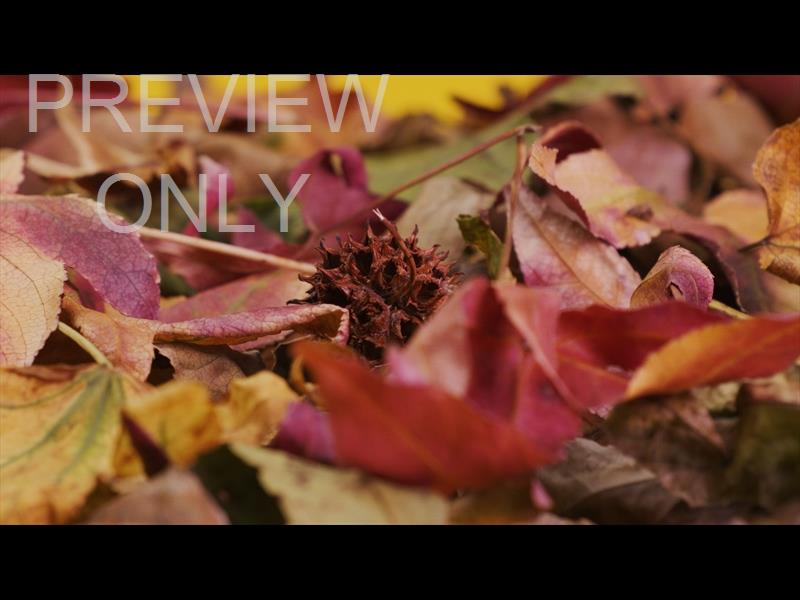 Autumn Leaves 2 Still
