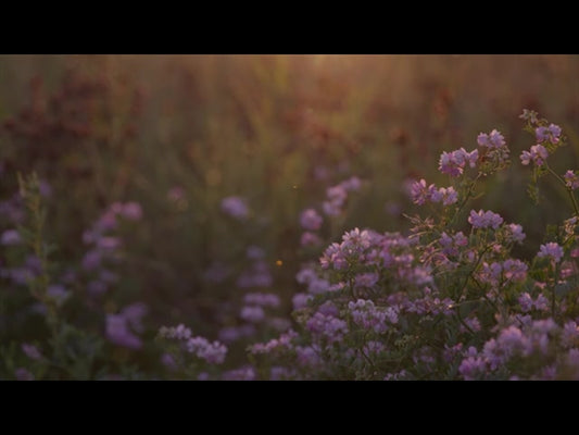 Summer Wildflower Pink Dusk