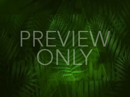 Palm Leaf 4 Still