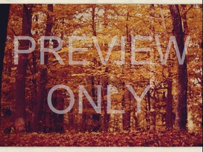 Fall Leaves Montage Retro 8