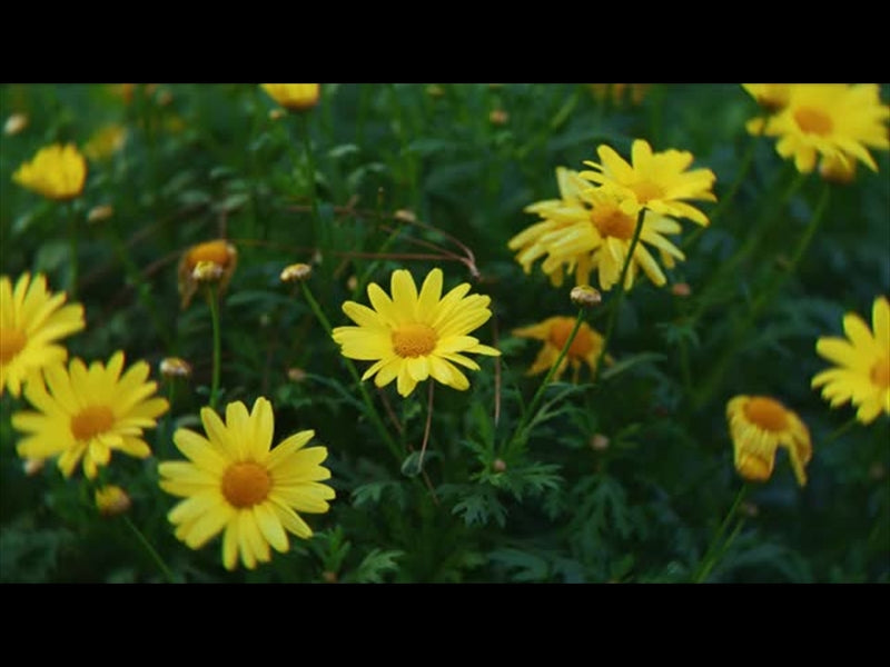 Springs Embrace Motion Background 2