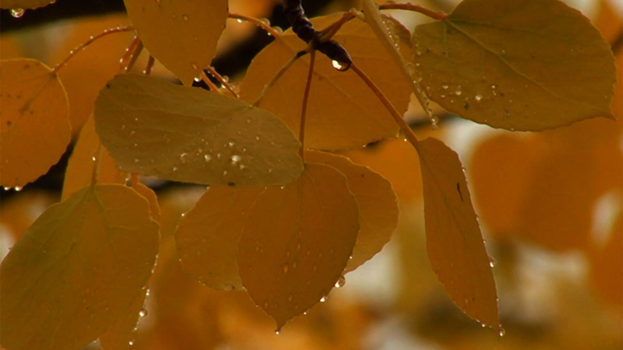 Aspen Leaf Drops