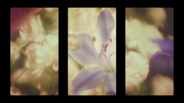 Bloom Again 12