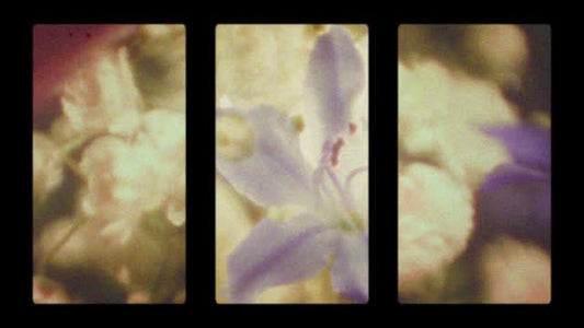 Bloom Again 12