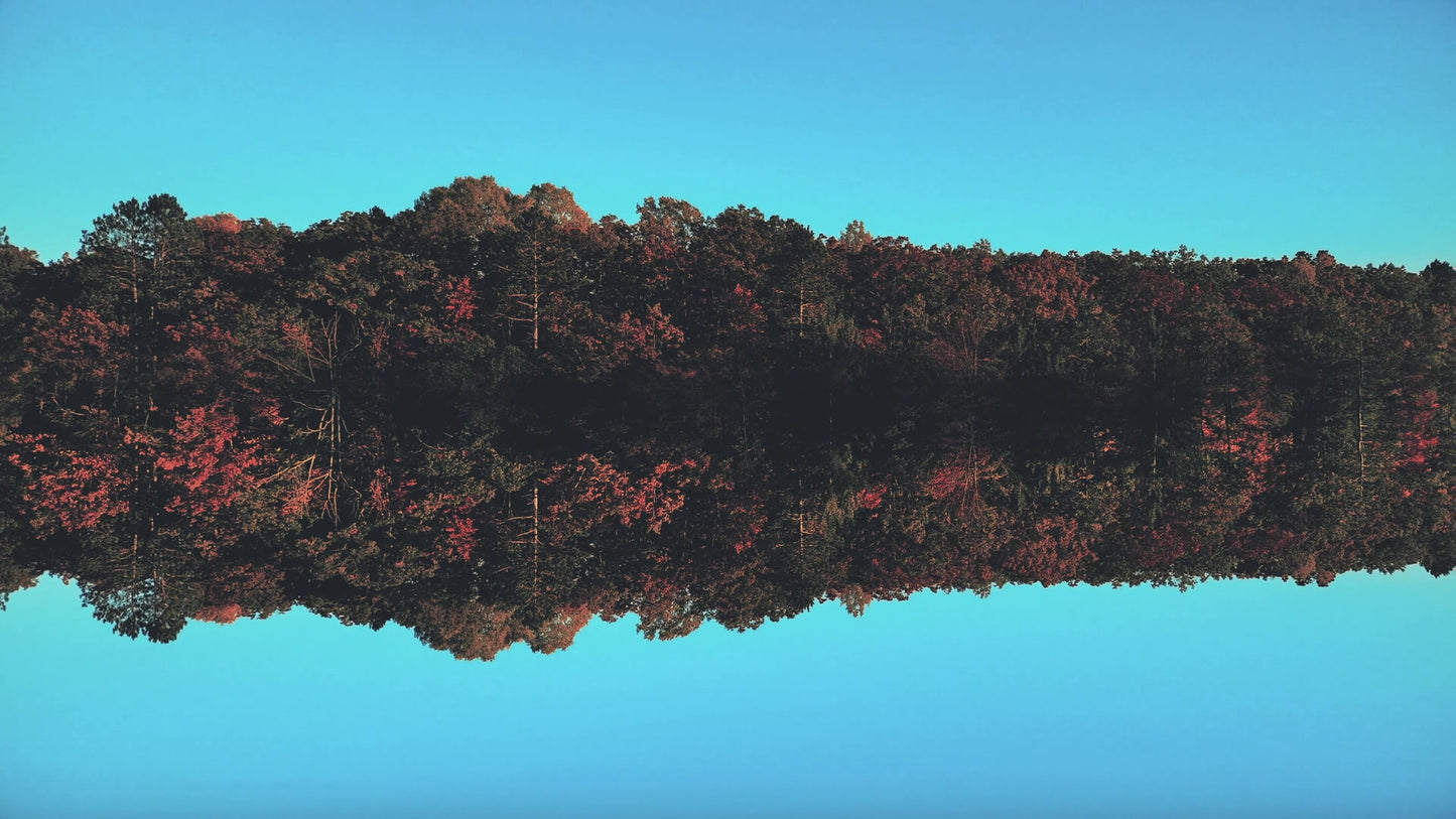 Fall Foliage Remixed 08 Still