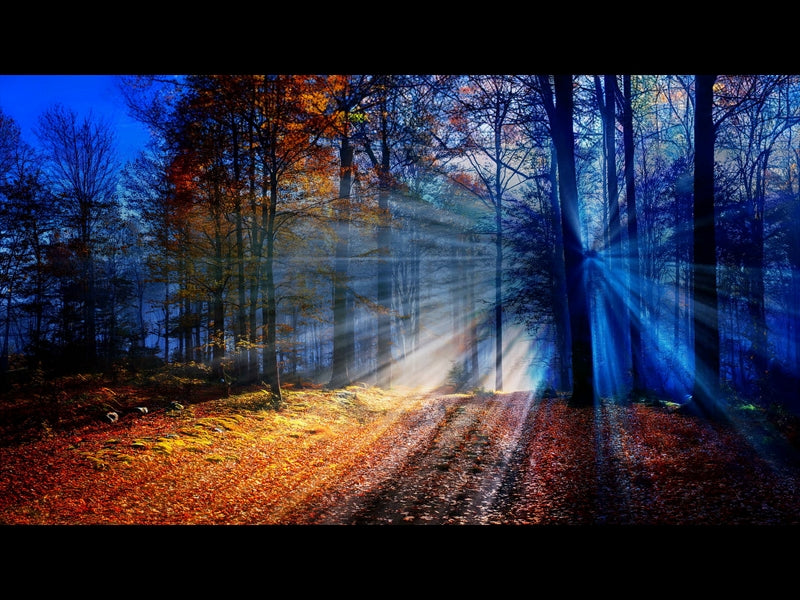 Autumn Light 17