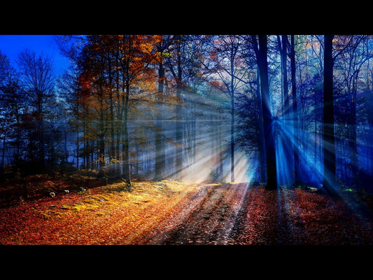 Autumn Light 17