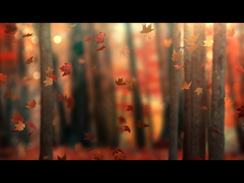 Fall Woods 6