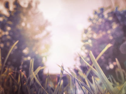 Sunlit Grass 2 Motion