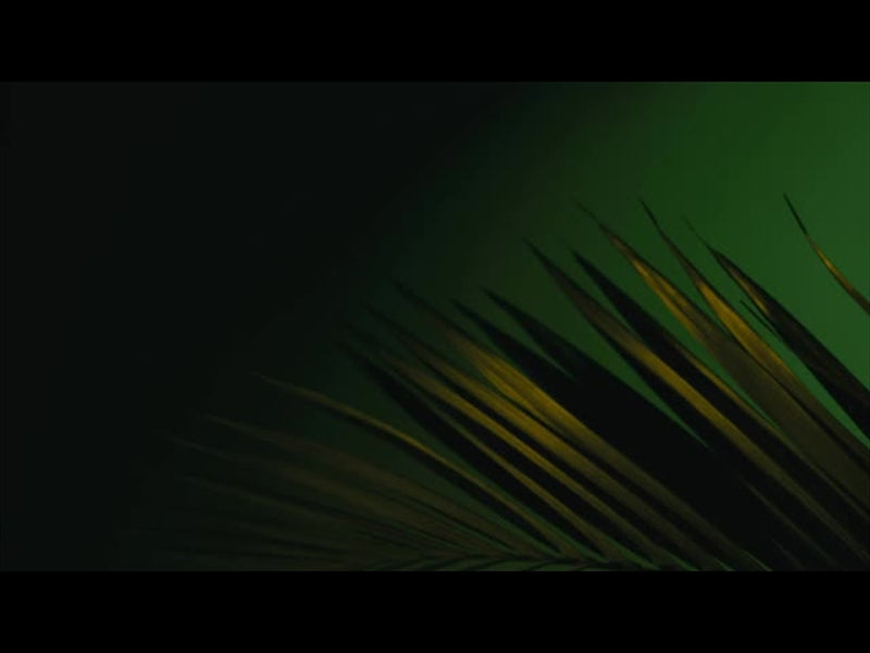 Cinematic Palms Loop 13