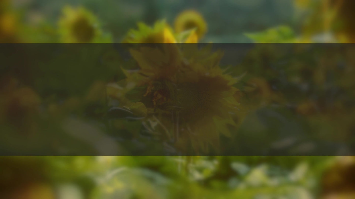 Muted Spring Sunflower Box