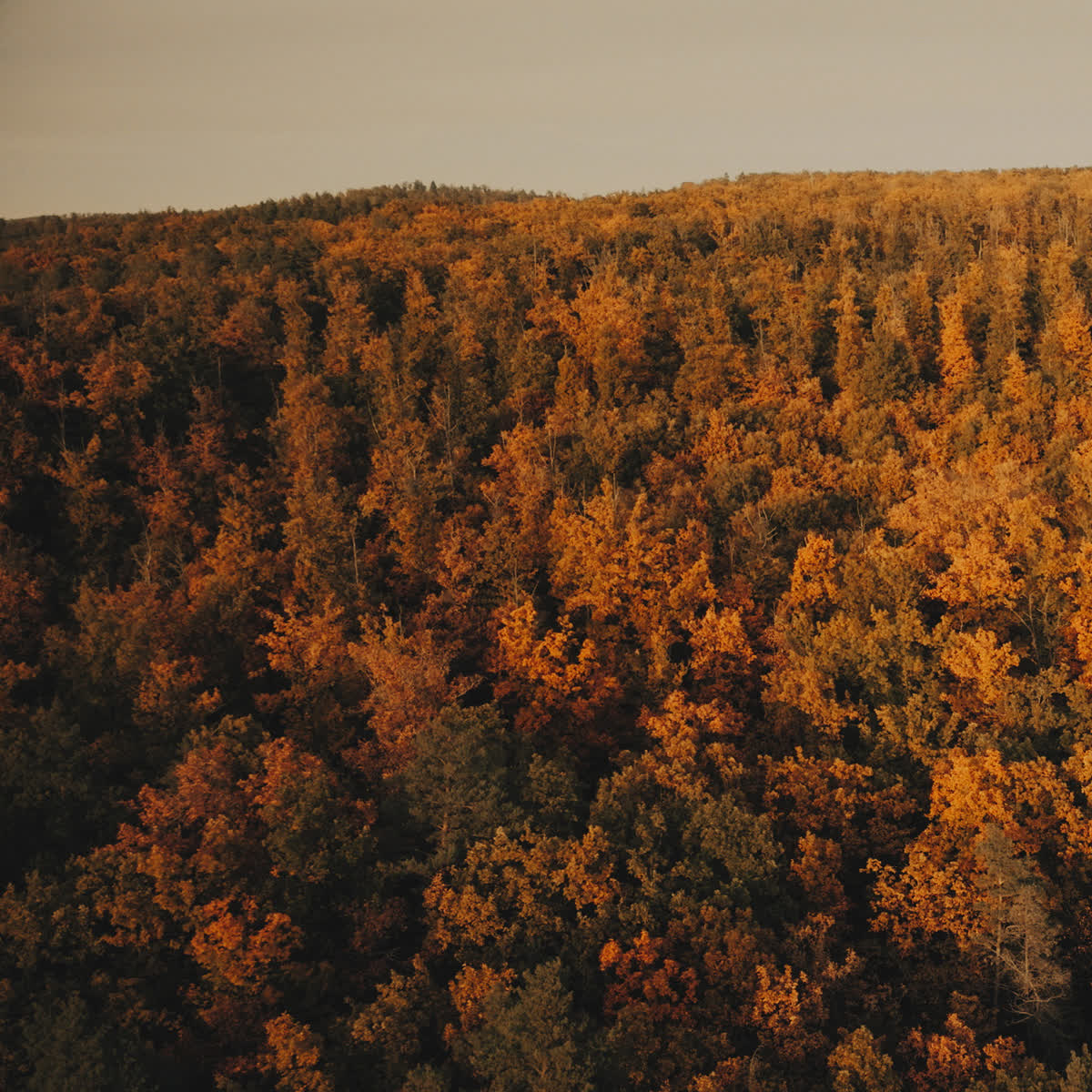 Autumn Foliage Online Blank