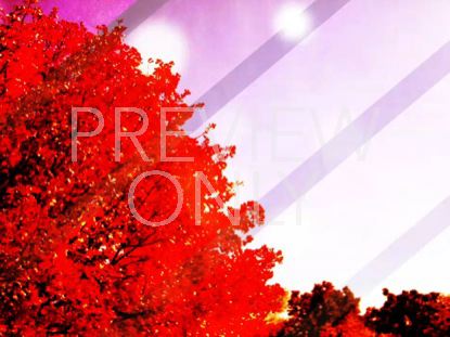 Golden Autumn Still 6