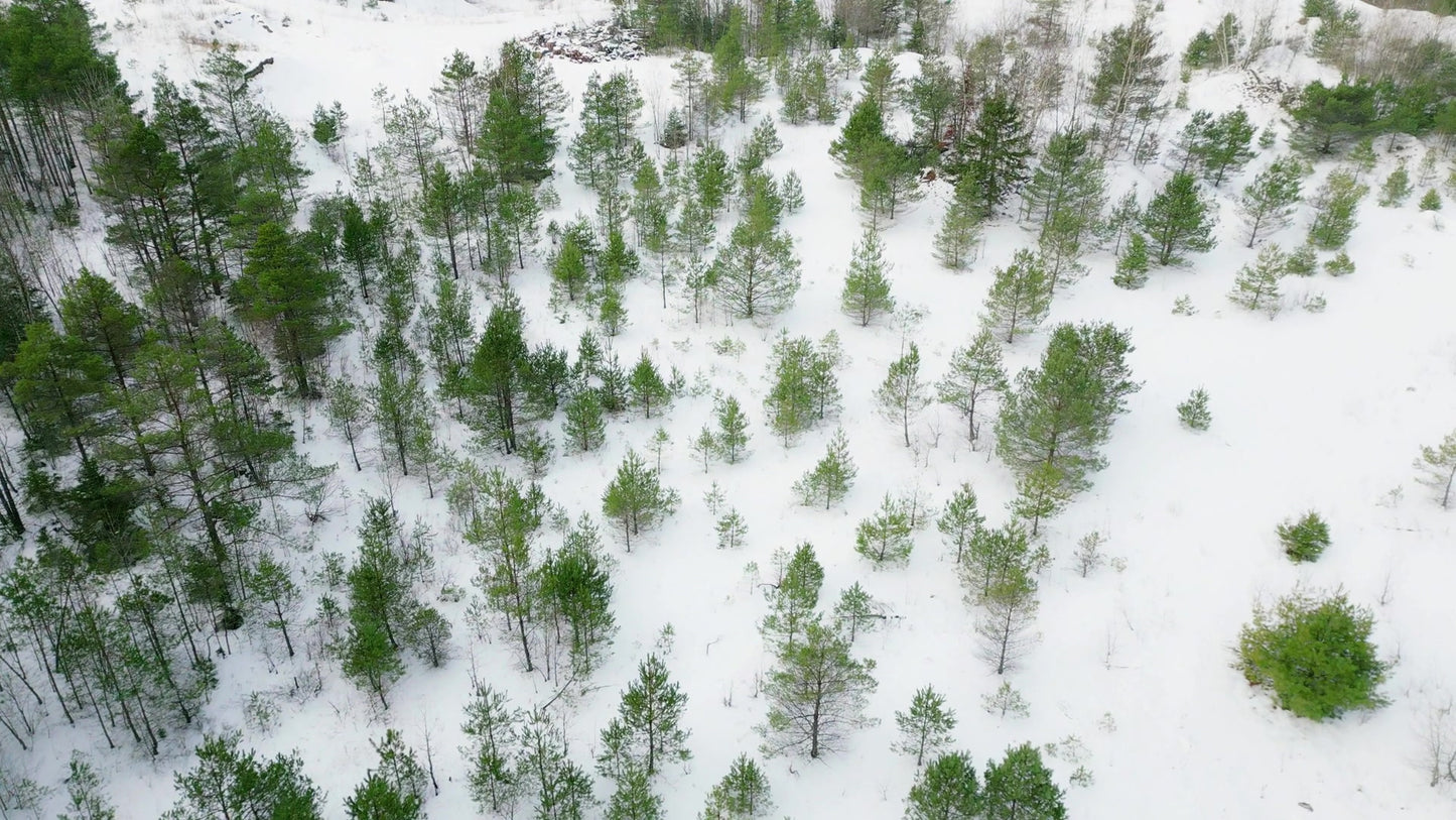 Winter Woods 03