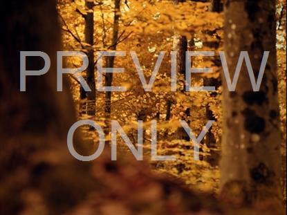 Fall Leaves Montage 6